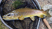 Brown trout (Salmo trutta fario) Wild trout in a landing net, Fly fishing, Riviere Thur, Haut Rhin, Alsace, France