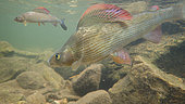 European grayling (Thymallus thymallus) under water, Thur river, Haut Rhin, Alsace, France