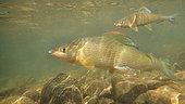 European grayling (Thymallus thymallus) under water, Thur river, Haut Rhin, Alsace, France
