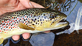Brown trout (Salmo trutta fario) catch, Doller river, Haut Rhin, Alsace, France