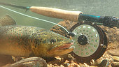 Brown trout (Salmo trutta fario), Doller river, Fly fishing, Haut Rhin, Alsace, France