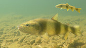 Brown trout (Salmo trutta fario), wild trout of Mediterranean stock, Cusancin River, Doubs, Franche Comté, France