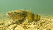 Brown trout (Salmo trutta fario), wild trout of Mediterranean stock, Cusancin River, Doubs, Franche Comté, France