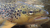 Brown trout (Salmo trutta fario), Thur river, Haut Rhin, Alsace, France