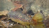 Brown trout (Salmo trutta fario), Thur river, Haut Rhin, Alsace, France