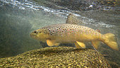 Brown trout (Salmo trutta fario), Thur river, Haut Rhin, Alsace, France