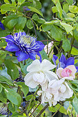 Rosa 'Sourire d'Orchidée', Clematis 'Multi Blue' Obtenteur : Croix (FRA) 1985