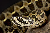 Lowland viper (Proatheris superciliaris).