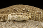Asian sand viper (Eristicophis macmahoni).