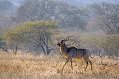 Greater kudu (Tragelaphus strepsiceros) male in savannah scenery in Kruger National park, South Africa