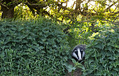 Badger (Meles meles) coming out an edge at sunset, England
