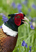 pheasant (Phasianus colchicus) Male calling, England