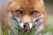 Red fox (Vulpes vulpes) close up.