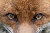 Red fox (Vulpes vulpes) close up. England