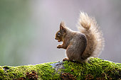 Red squirrel (Sciurus vulgaris) eating a nut on a branch, Scotland