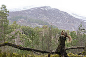 Red squirrel (Sciurus vulgaris) eating a nut on a branch, Scotland