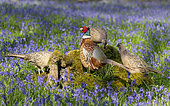 Pheasant(Phasianus colchicus) male and female perched on a log, England