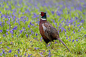 Pheasant(Phasianus colchicus) standing amongst bluebell in the rain, England