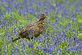 Pheasant(Phasianus colchicus) standing amongst bluebell in the rain, England