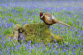 Pheasant(Phasianus colchicus) standing on a log amongst bluebell, England