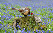 Pheasant(Phasianus colchicus) standing on a log amongst bluebell, England
