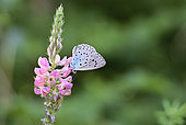 Large Blue Butterfly (Maculinea arion) Imago foraging a flower of sainfoin sown by the roadside, Uriage, Isère, France.