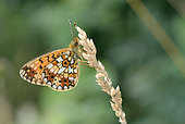 Silver-bordered Fritillary (Boloria selene) Imago at rest on a flower of poaceae in summer, Prairie haute, Creuse, France