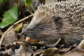 European hedgehog (Erinaceus europaeus) Portrait of young individual searching for food in forest litter in spring, Plérin, Côtes d'Armor, Brittany France