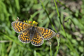 Meadow Fritillary (Melitaea parthenoides) Female Imago warming in the sun, Forest border in summer, St Martin d'Uriage, Isère, France