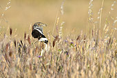 Little bustard (Tetrax tetrax) Male singing at the end of the day in a Steppe in spring, Central Spain