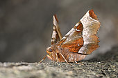 Purple Thorn (Selenia tetralunaria), Imago of spring generation at rest showing its silver crescent moon on its two wings which gave it its Latin name, Printemps, Côtes d'Armor, Brittany, France