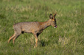 Roe deer (Capreolus capreolus) walking in a meadow and licking his nose