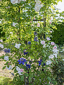 Rosa 'Sourire d'Orchidée', Clematis 'Multi Blue' Breeder : Croix (FRA) 1985