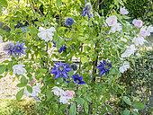 Rosa 'Sourire d'Orchidée', Clematis 'Multi Blue' Breeder : Croix (FRA) 1985