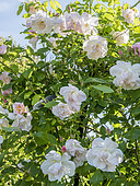 Rosa 'Sourire d'Orchidée' Obtenteur : Croix (FRA) 1985