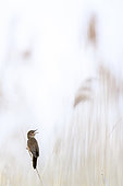 Great reed warbler (Acrocephalus arundinaceus) singing on reed, Slovakia