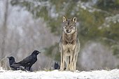 Eurasian Wolf (Canis lupus lupus) on a clearing in winter, Forest Carpathians, Carpathians, Poland, Europe