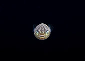 Burrfish. tiny 8mm unidentified Burrfish, Diodontidae, photographed during a black water dive off Palm Beach, Florida. Atlantic Ocean.
