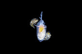 Amphipodes non identifiés sur un ange marin (Gymnosomata sp), Plongée en dérive de nuit en pleine mer, Anilao, Philippines, Océan Pacifique.
