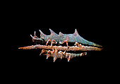 Dragon Shrimp. a snooted image of a pair of Dragon shrimp , Miropandalus hardingi. Anilao, Philippines. Pacific Ocean