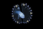 Tripodfish. unidentified deep water Tripodfish larva, Ipnopidae family, photographed during a Blackwater drift dive in open ocean at 30 feet with bottom at 600 plus feet below. Palm Beach, Florida, U.S.A. Atlantic Ocean