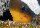 anemonefish eggs. Clark's Anemonefish,Amphiprion clarkii, aerating its eggs. Tulamben, Bali, Indonesia. Pacific Ocean.