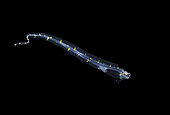 Cusk Eel. unidentified deep water Cusk Eel, ophidiid larva, possibly the poorly-known deep-water genus Porogadus. Blackwater dive off Palm Beach, Florida, USA. Atlantic Ocean
