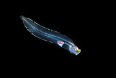 Cusk Eel. unidentified larval Cusk Eel, Ophidiidae, photographed off Palm Beach, Florida during a blackwater dive over deep water