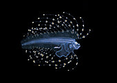 Brotulotaenia. first time photographed in the Atlantic OCean, an extremely rare larval Cusk Eel, Brotulotaenia species, photographed during a blackwater dive off Palm Beach, Florida, USA. Atlantic Ocean