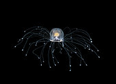 Immortal Jellyfish. possibly an immortal jelly, Turritopsis species, photographed off Palm Beach, Florida, USA, during a blackwater dive.