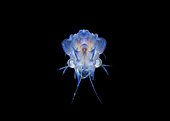 Aristeidae larva. portrait of a deep water prawn/shrimp, Aristeidae species, photographed during a blackwater dive off Palm Beach, Florida. Atlantic Ocean