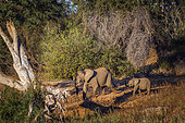Éléphant de savane d'Afrique (Loxodonta africana) femelle et jeune marchant dans la savane dans le parc national Kruger, Afrique du Sud