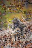 Chacma baboon (Papio ursinus) female delousing young in Kruger National park, South Africa