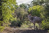 Greater kudu (Tragelaphus strepsiceros) male in green savannah in Kruger National park, South Africa